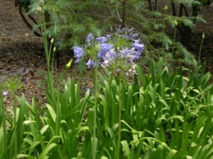 agapanthus-gr