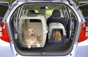 9278Traveling with your pet by car