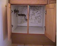 Mold in Your Home Image