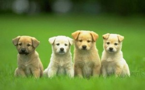 puppies